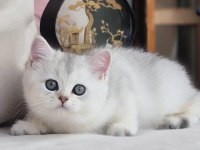 Siyah ve beyazın uyumu ns24 british shorthair