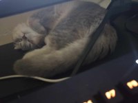 KEDİMİZ HERŞEYİ FULL AŞILARI EĞİTİM DETAY WPDEN