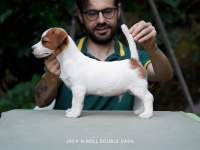 Dereceli Anne Ve Babadan FCI KIF Şecereli Köpekler