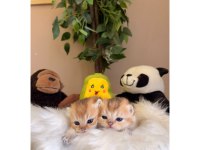Golden British Shorthair Bebekler