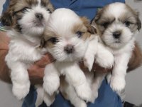 A Kalite Dişi ve Erkek Shih Tzu Bebeklerimiz