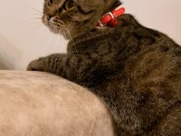 Badem Scottish Fold Kız