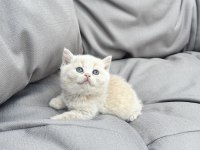 Erkek Ve Dişi British Shorthair