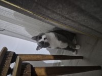 British Shorthair (Melez)