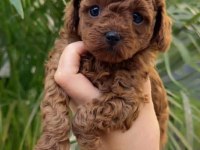 Toy Poodle Irk Garantili Yavrular