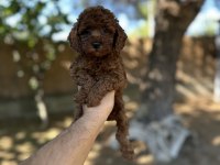Sağlık Ve Irk Garantili Toy Poodle Yavrularımız