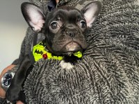EL Salvador Kennel - KARA FRENCH BULLDOG AİLESİNİ ARIYOR
