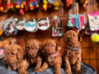 Muhteşem Toy Poodle Bebekler