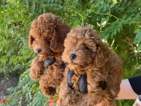 Toy Poodle Yavrularım Ev Üretimi