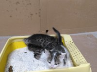 2 aylık aşıları tam tekirler