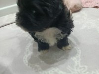 shih tzu siyah