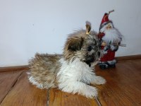 Shih-Tzu minik köpekler