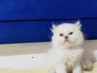 AYI SURAT BRİTİSH VE SCOTTİSH DİŞİ YAVRULARIM