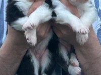 Yakışıklı Border Collie Yavruları