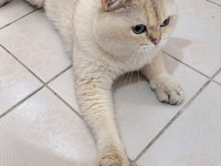 CİRO erkek kedi british shorthair blue golden