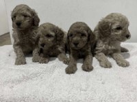 Toy Poodle Yavrular