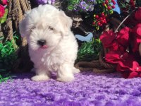 Maltese terrier yavrularımız ırk garantilidir