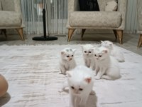 British longhair