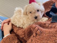 EŞSİZ BİR MALTİPOO DENEYİM İÇİN BİZİ ARAMADAN KARAR VERMEYİN