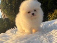 Kar beyaz pomeranian dişi