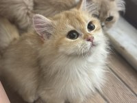 British shorthair