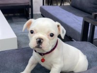 2.5 AYLIK FRENCH BULLDOG