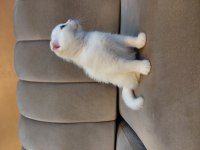 Kar Beyaz Scottish Fold Dişi