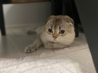 Scottish fold erkek kedimiz