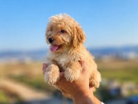 MALTİPOO GÜZELLİKLER