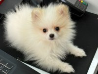 Pomeranian Kokoya Yeni Yuva
