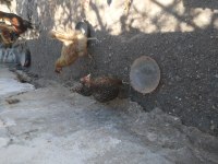 Kaza geçirdiğim dolayı tavuklarımı ve horozlarımı uyguna