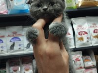 Dişi Ve Erkek Scottish Fold Bebekler