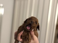 ORJINAL DARK RED TOY POODLE YAVRULARIM