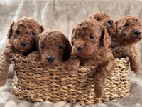 Sevimli Toy Poodle Yavrularımız