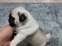 Pug mops bebekler