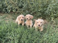 Sevimli Golden Retriever Yavrular