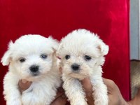 Maltese terrier yavruları