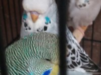 Yeme düşmüş muhabbet kuşu show bebekler ele alışıktırlar