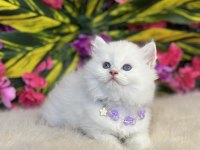 ÜST KALİTE HER CİNS SINIRLI ADET BRİTİSH KEDİMİZ