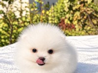 MİNİCİK POMERANİAN BOO KÖPEĞİ