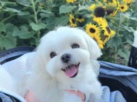 Bulut Gibi Bembeyaz Köpeklerimiz Sahiplerini Bekliyor