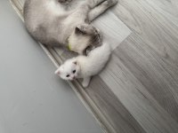 Scottish fold kedilerimiz