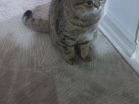 Kedimiz için çiftleşme İlanı