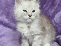 Maine coon erkek ns24 wcf kayıtlı kedimiz