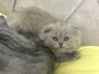 LILAC DİŞİ KEDİMİZ ADANA