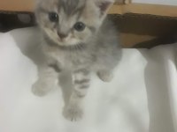 Russian blue yavruları