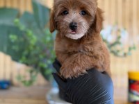 Maltipoo Bebekler Referans Yavru