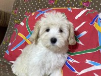 Şahane Maltipoo Patiler