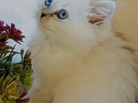 Ballı lokma british silver longhair bebekler