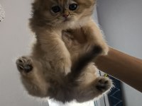 British golden ny12 shorthair yavrular